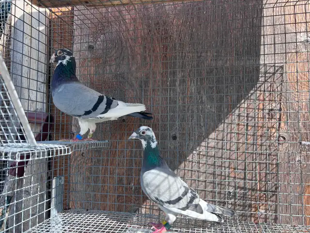 Pigeons