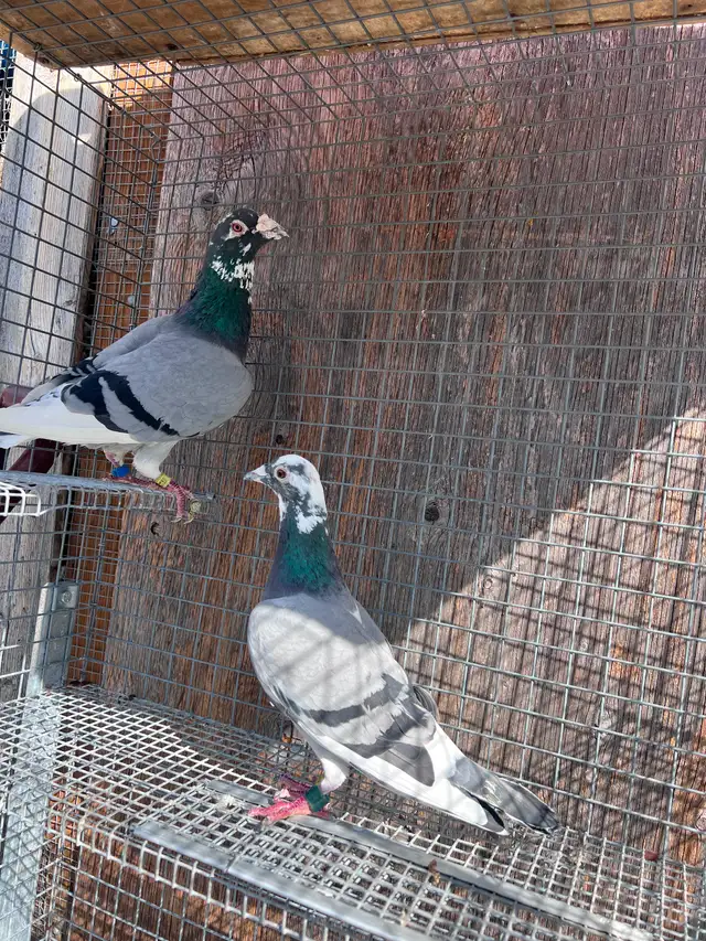 Pigeons - Photo 2