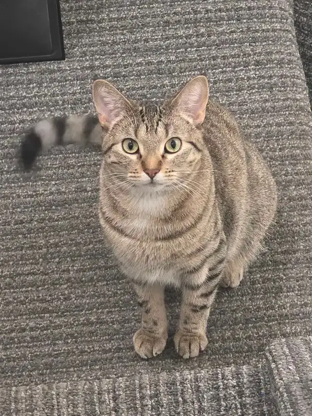 Egyptian tabby kitty