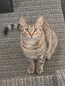 Egyptian tabby kitty