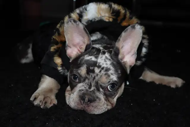 Female French Bulldog
