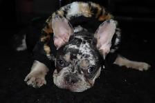Female French Bulldog