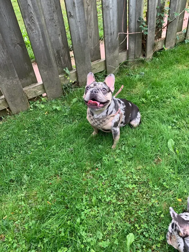 Female French Bulldog - Photo 2