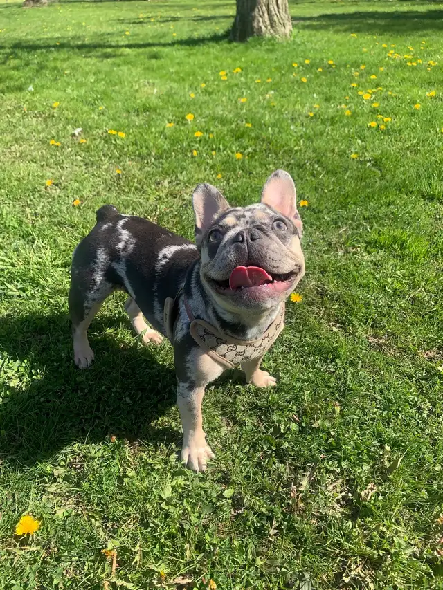 Female French Bulldog - Photo 3