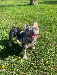Female French Bulldog - Photo 3