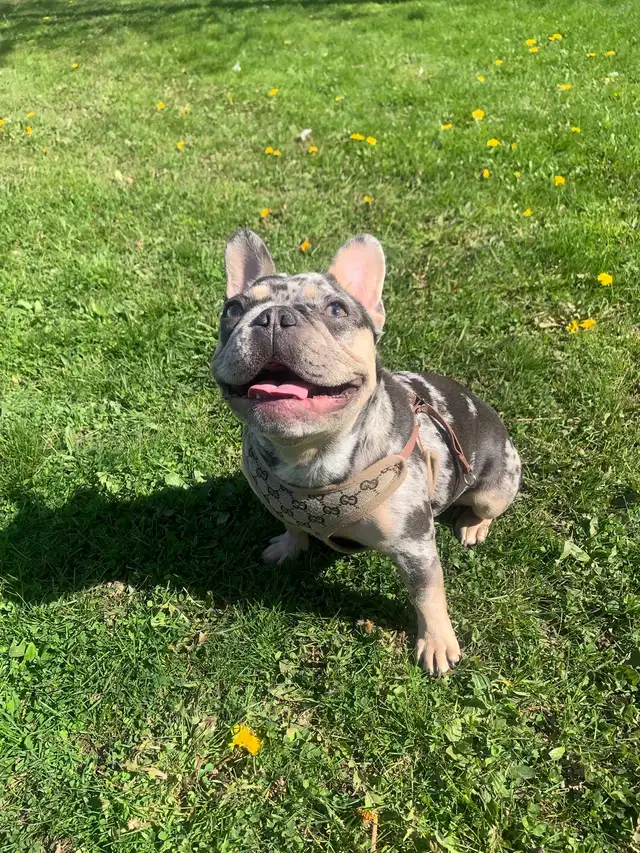 Female French Bulldog - Photo 4