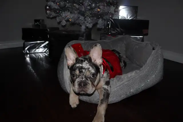 Female French Bulldog - Photo 5