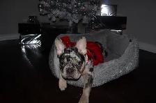 Female French Bulldog - Photo 5