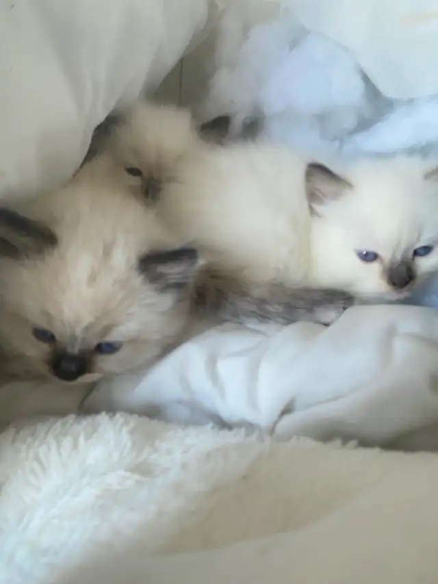 BEAUTIFUL BICOLOR WHITEMITTTED RAGDOLLS!! - Photo 7
