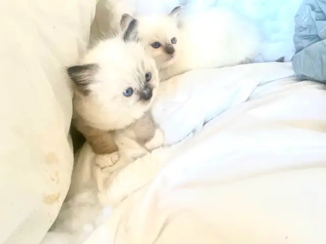 BEAUTIFUL BICOLOR WHITEMITTTED RAGDOLLS!! - Photo 9