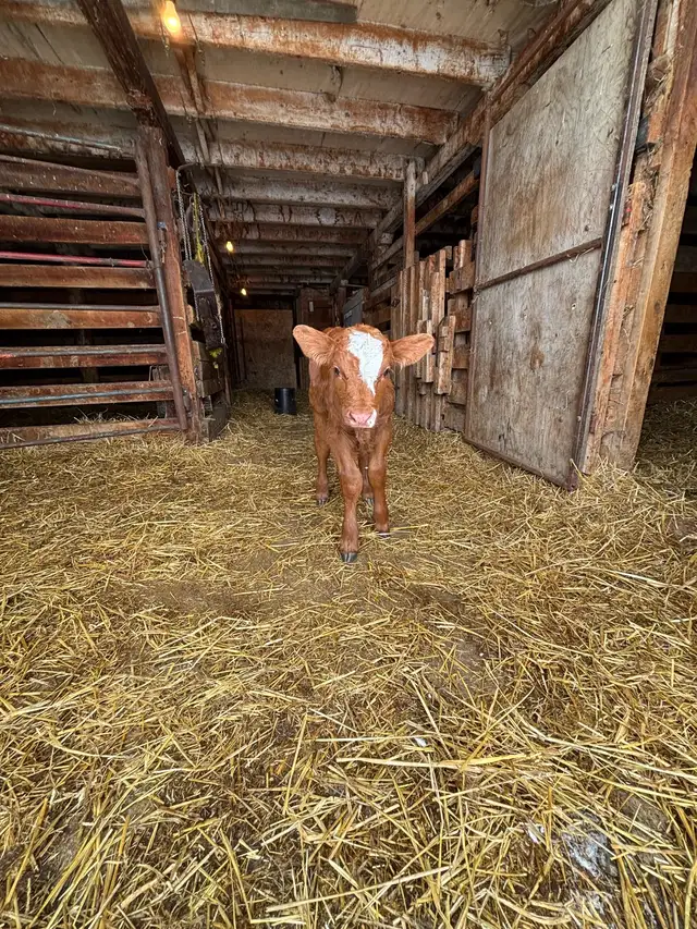 baby calf for sale