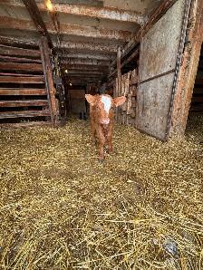 baby calf for sale