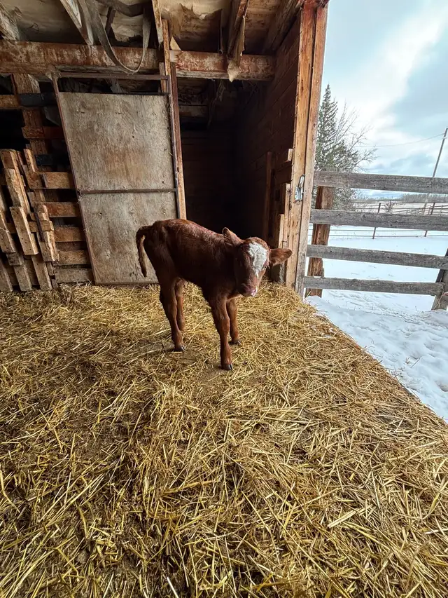 baby calf for sale - Photo 2