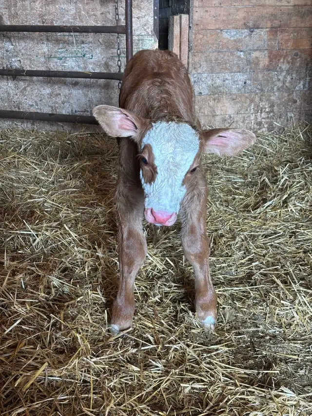 baby calf for sale - Photo 3