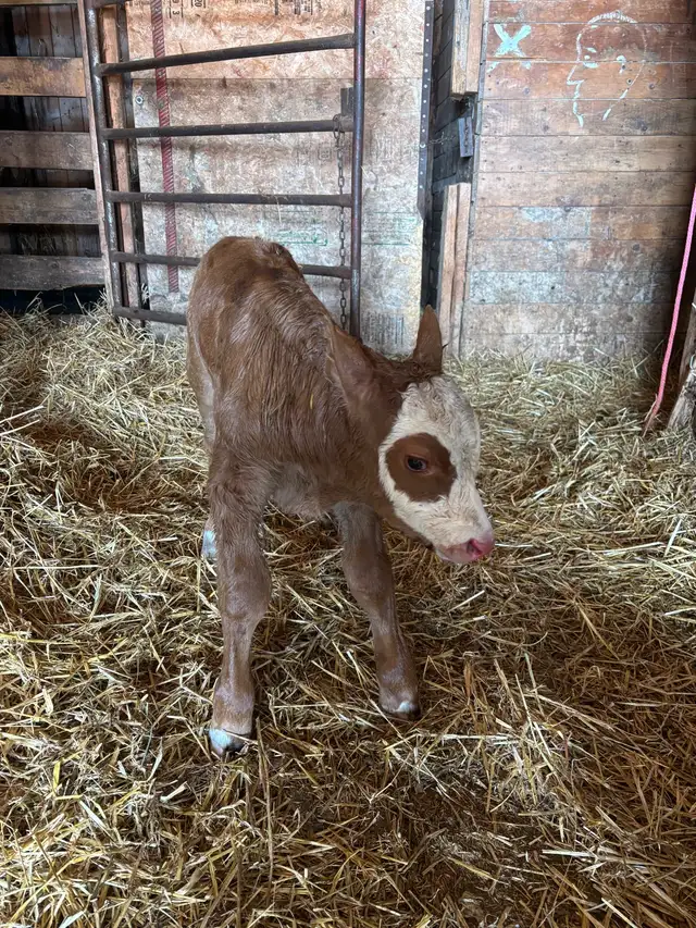 baby calf for sale - Photo 4