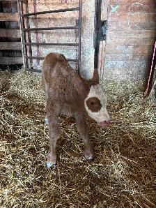 baby calf for sale - Photo 4