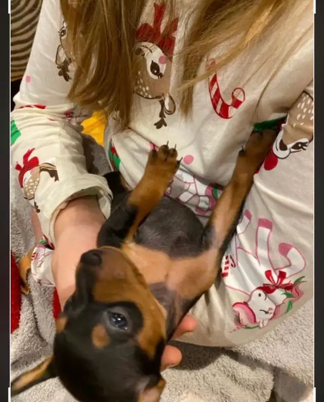 Pinscher nain puppies  femelles née le 20 avril 2026