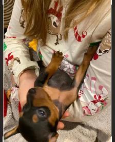 Pinscher nain puppies  femelles née le 20 avril 2026