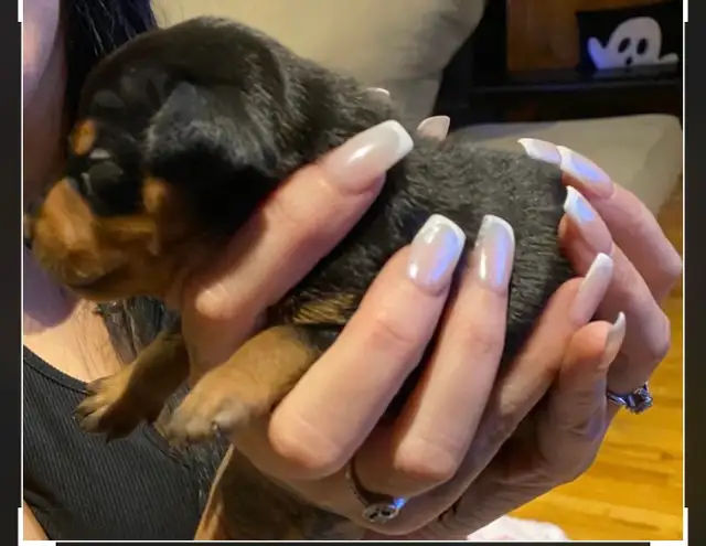 Pinscher nain puppies  femelles née le 20 avril 2026 - Photo 2