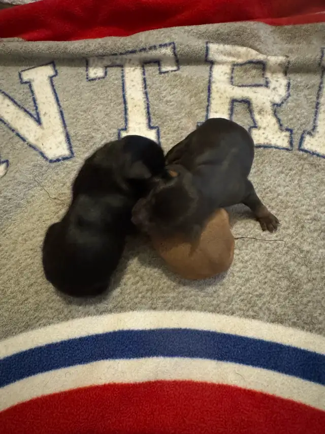 Pinscher nain puppies  femelles née le 20 avril 2026 - Photo 3