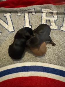Pinscher nain puppies  femelles née le 20 avril 2026 - Photo 3