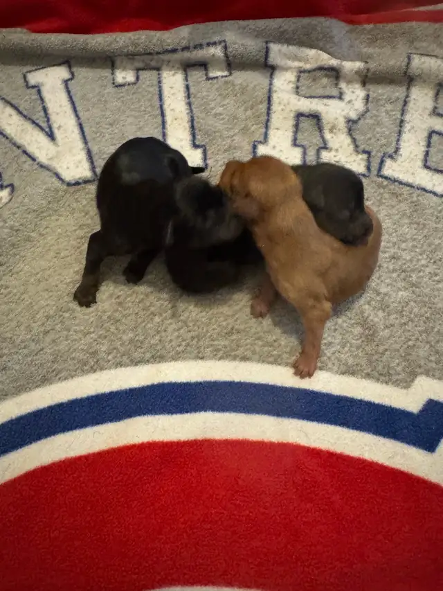 Pinscher nain puppies  femelles née le 20 avril 2026 - Photo 4