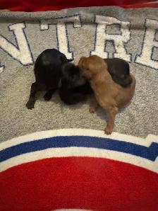 Pinscher nain puppies  femelles née le 20 avril 2026 - Photo 4