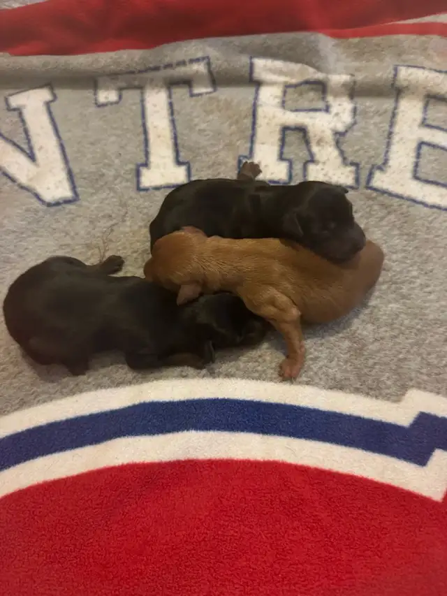 Pinscher nain puppies  femelles née le 20 avril 2026 - Photo 5