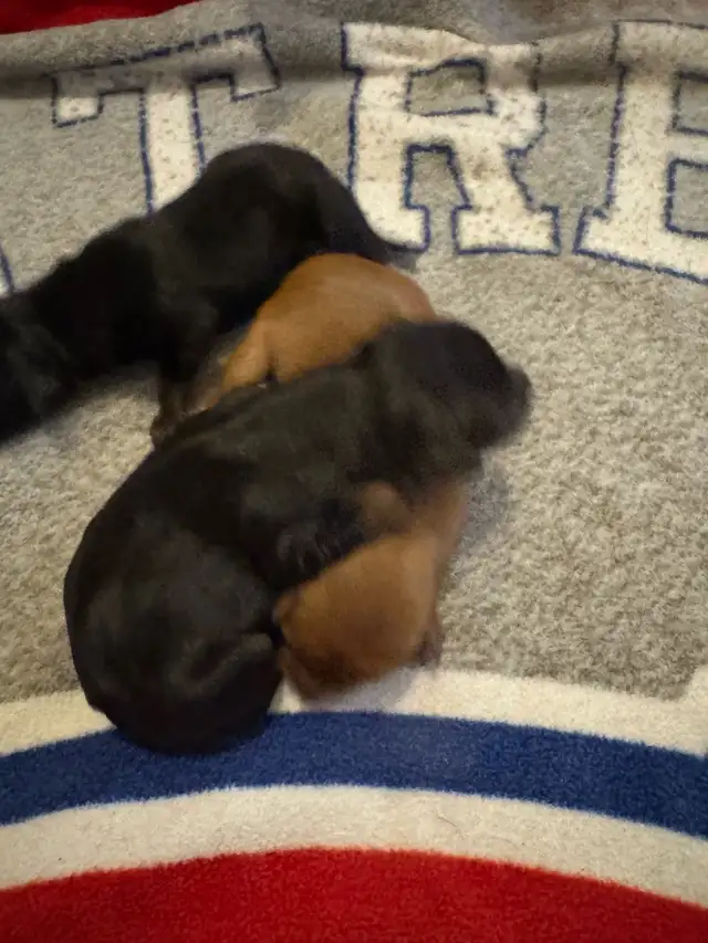 Pinscher nain puppies  femelles née le 20 avril 2026 - Photo 6