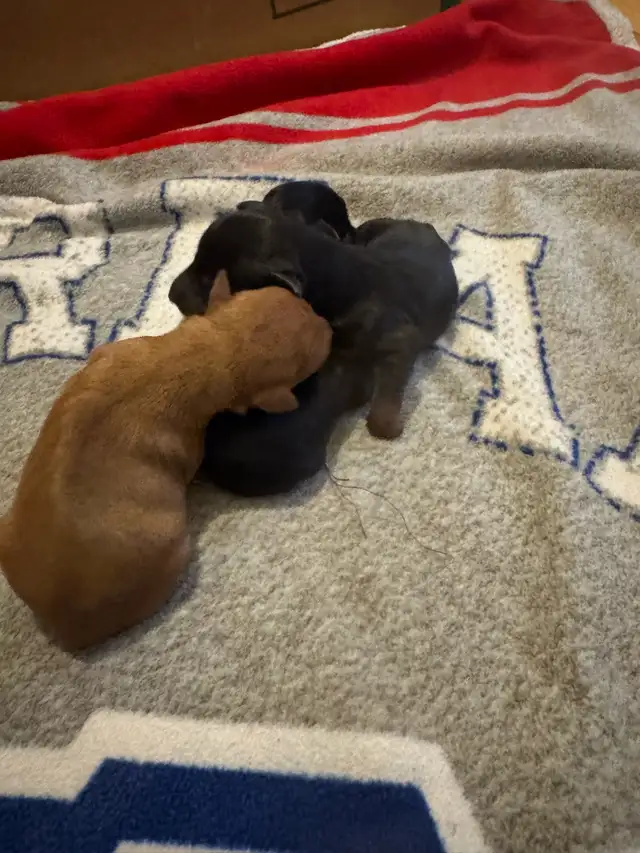 Pinscher nain puppies  femelles née le 20 avril 2026 - Photo 7