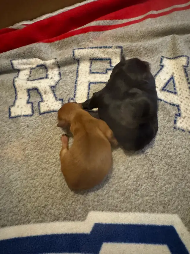 Pinscher nain puppies  femelles née le 20 avril 2026 - Photo 8