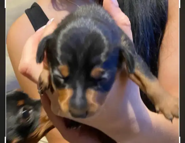 Pinscher nain puppies  femelles née le 20 avril 2026 - Photo 9