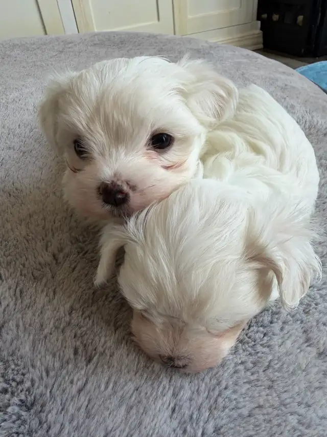 Maltese Puppies