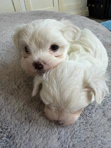 Maltese Puppies