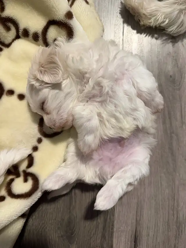 Maltese Puppies - Photo 2