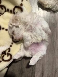 Maltese Puppies - Photo 2