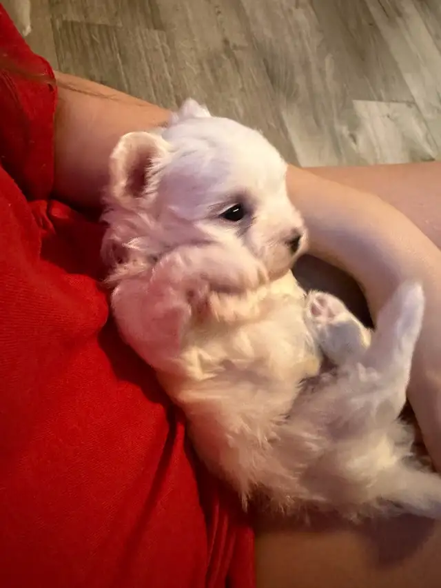 Maltese Puppies - Photo 3