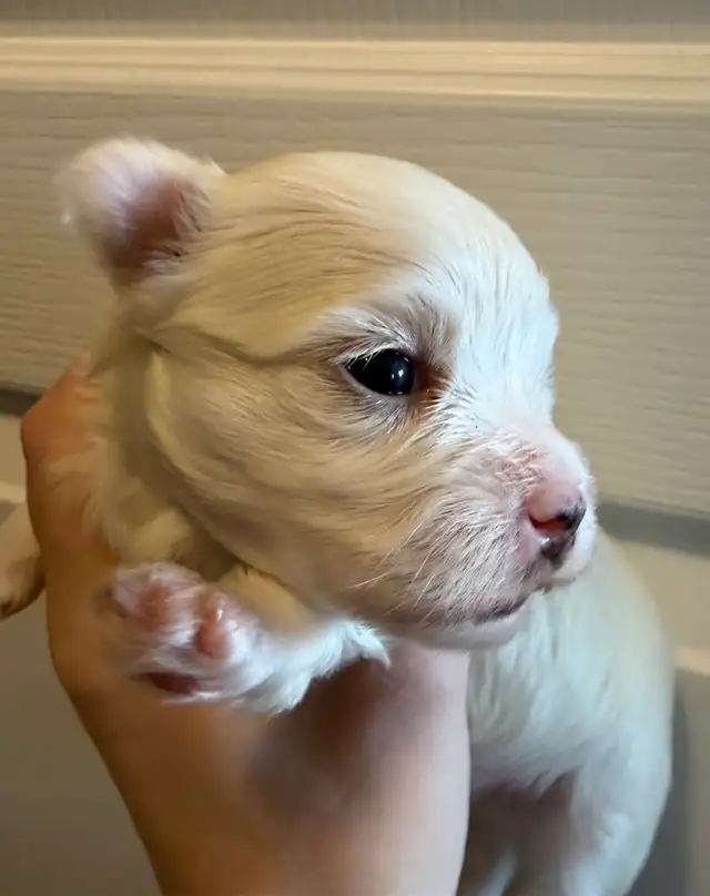 Maltese Puppies - Photo 4