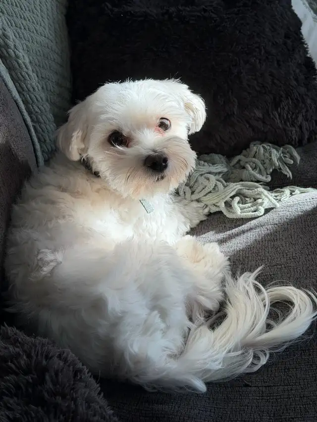 Maltese Puppies - Photo 5