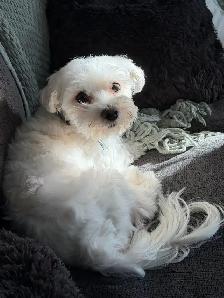 Maltese Puppies - Photo 5