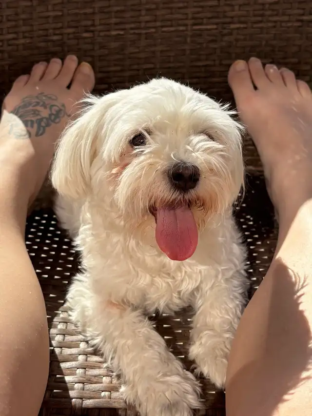 Maltese Puppies - Photo 6