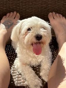 Maltese Puppies - Photo 6