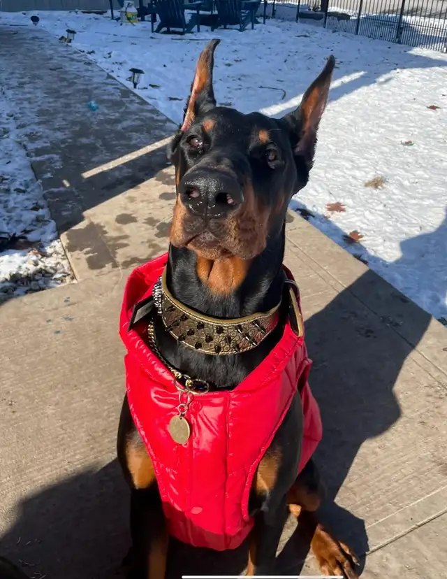 100% European Doberman Puppies