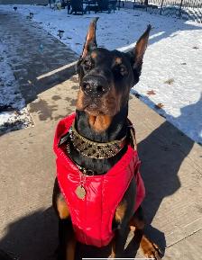 100% European Doberman Puppies