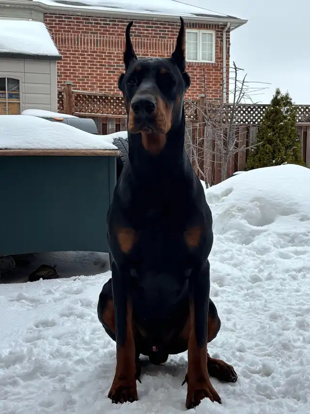 100% European Doberman Puppies - Photo 2