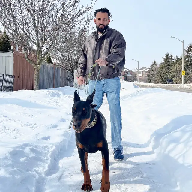 100% European Doberman Puppies - Photo 3