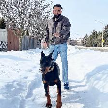 100% European Doberman Puppies - Photo 3