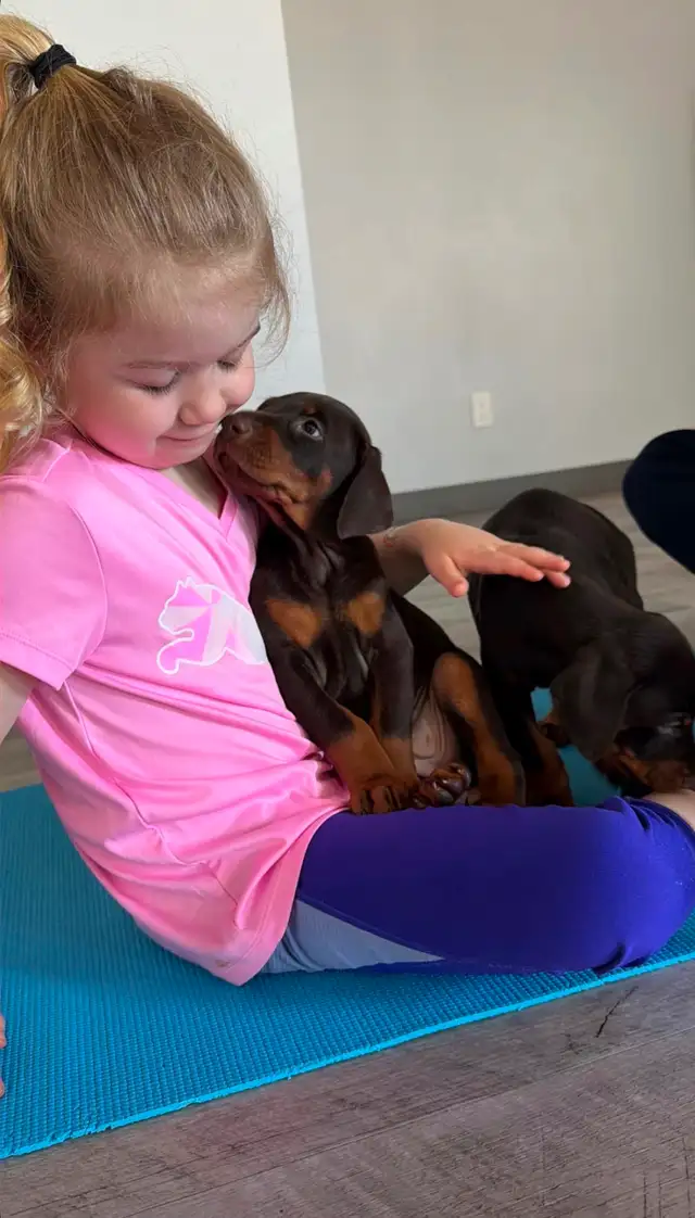 100% European Doberman Puppies - Photo 4