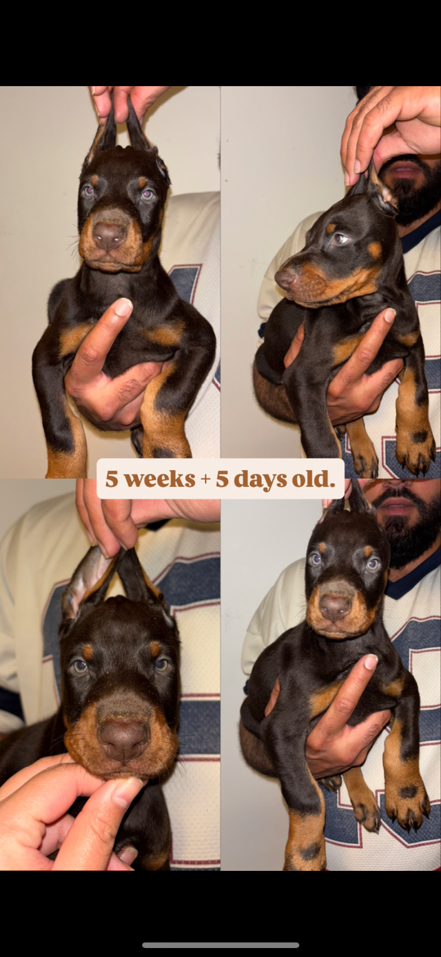 100% European Doberman Puppies - Photo 5