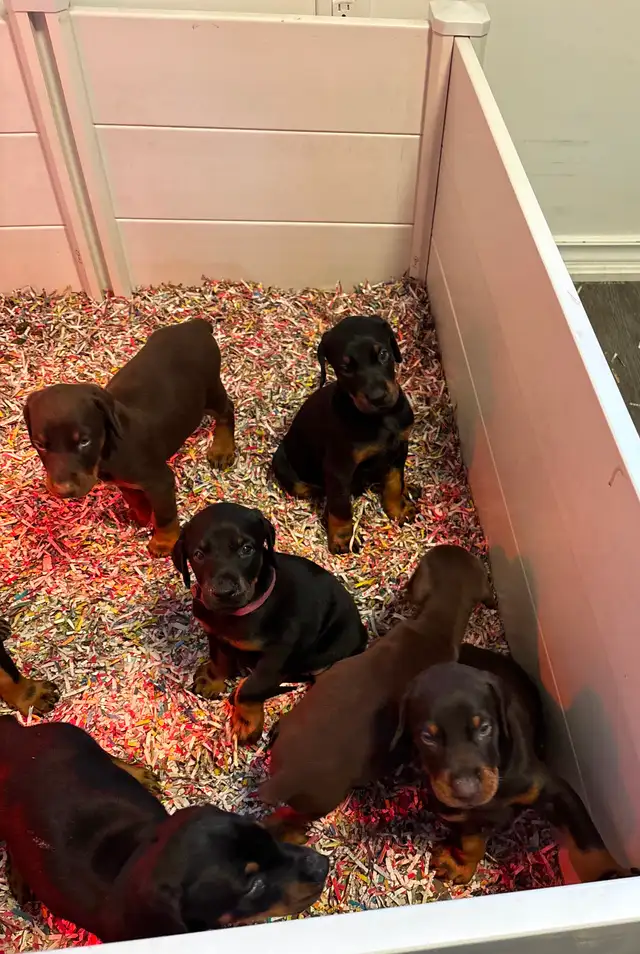 100% European Doberman Puppies - Photo 6